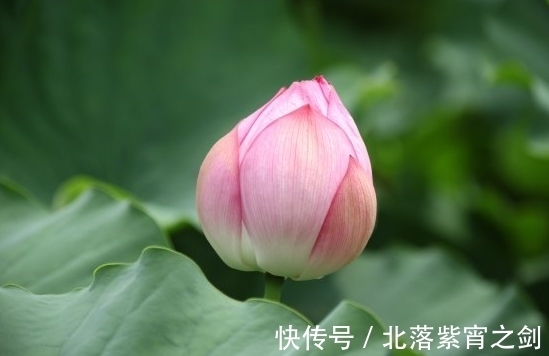 喜鹊|10月下旬，喜鹊报喜，4属相桃花朵朵，爱情甜蜜，日子无忧