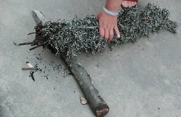 蚊子就怕“它”，洗净晒干放卧室里，不用挂蚊帐，也能睡安稳觉