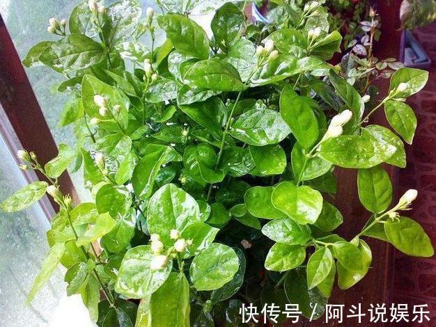 卧室盆栽花要注意不要放置4类植物，时间久了对身体有害