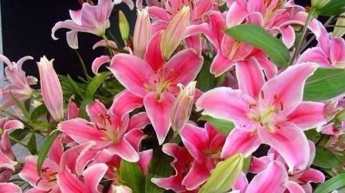 种花|4种花，适合现在种，丢土里随便养俩月，就能开花满枝头