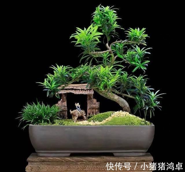 聪明人爱养这八种“守家树”,护宅吉祥保平安,养好了都是传家宝