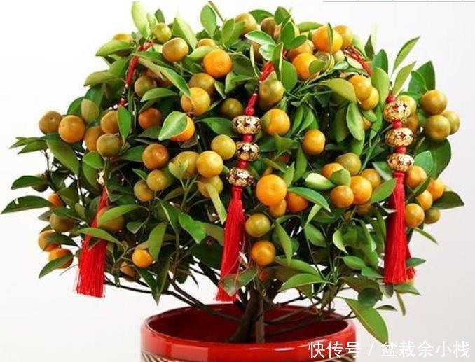 耧斗菜|家里要养4种花，开花吉祥又喜庆，养一盆，招财又纳福！