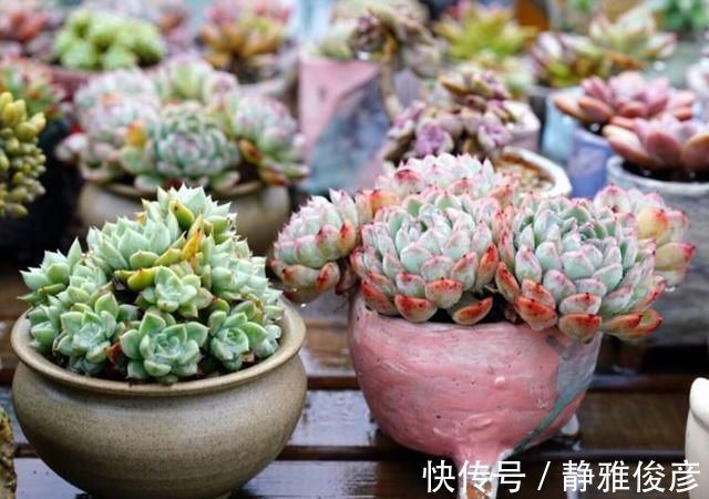 死翘翘|露养多肉万般好？做不好这3件事，一样死翘翘