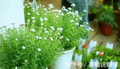 淘米水|很多人问淘米水能直接浇花吗一个步骤教你将其变成绝佳肥料!