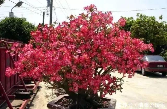 阳台|夏天养花就要养它们,放在阳台狠狠晒,天天开成小花园!