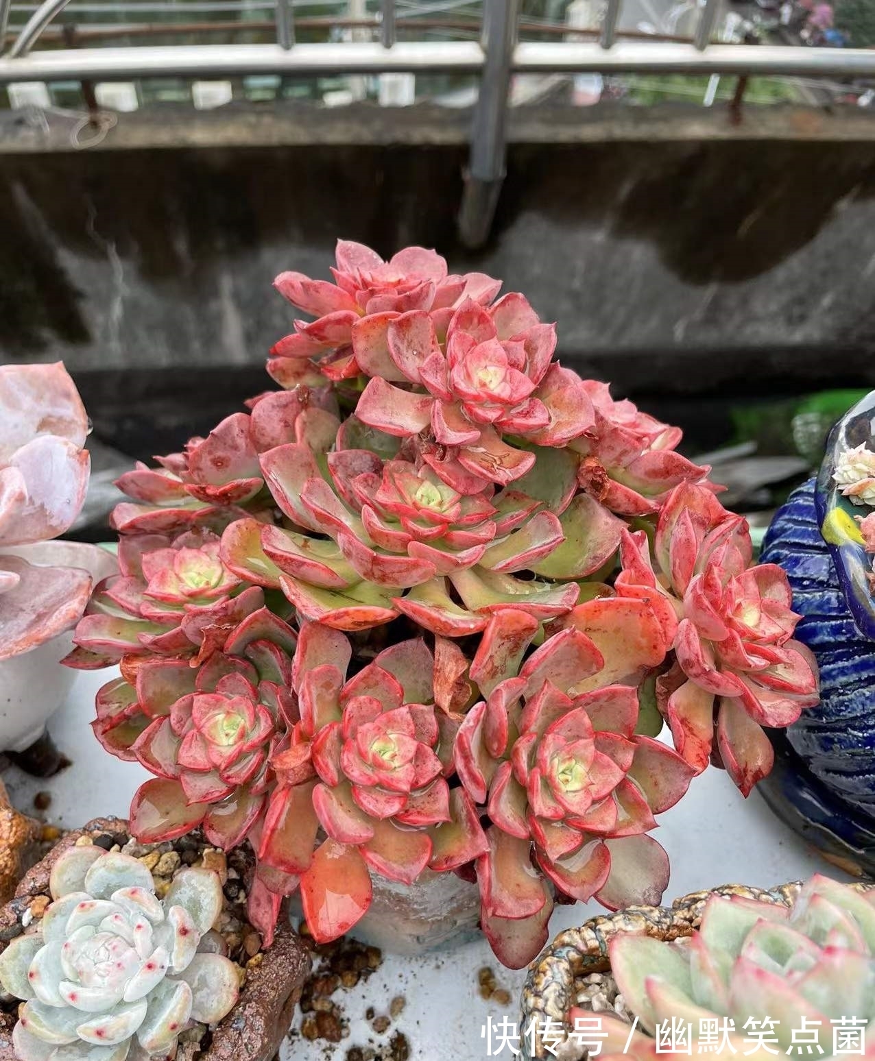 沐寒揽风，看几盆红绿肥瘦，等一春灿烂盛景