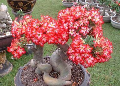 沙漠玫瑰这样养,鼓起“大象腿”,腿上“全营养”,开花也不瘦