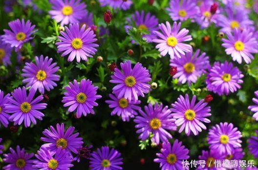 几种花卉,好打理易爆盆,花期长达200天,每天都有花赏