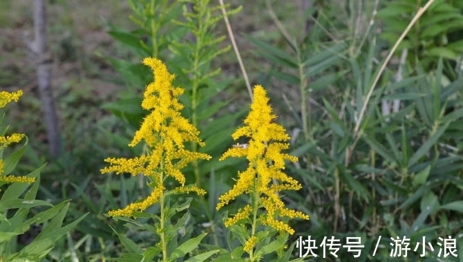 一枝黄花|一种野草曾经人人厌弃，农村人见着它就除掉，殊不知宝贵用处极大