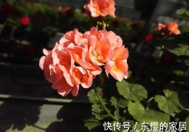 非洲堇|适合秋天养的7种花，好养易活，只要环境合适，爱开花，花期长