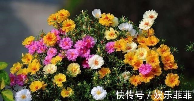 长寿花|悄悄告诉你,此5种花,掐个叶就生根,懒人都能养开花!