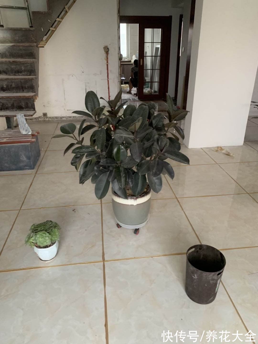 植物杀手 的3大特征 你都中招了吗 及时纠正才是硬道理 粉紫色