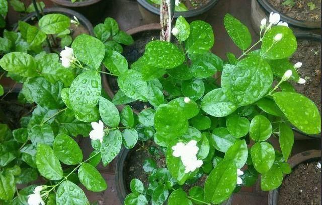 茉莉花盆里放一点“料”,一月后,花苞嫩叶直冒,花多叶绿开满枝