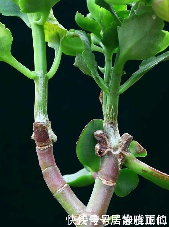 长寿花“嫁给”玉树不死鸟?注意3点,嫁的好,开花旺