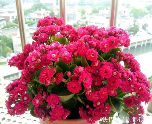 金边瑞香|冬天我只养5种花,耐寒又好养,最后一种不开花也好看!