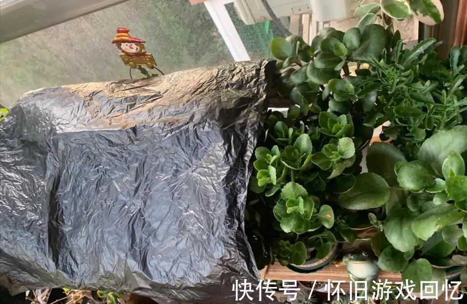 光照|长寿花打花苞了,注意4点,不消苞,不落蕾,花期长