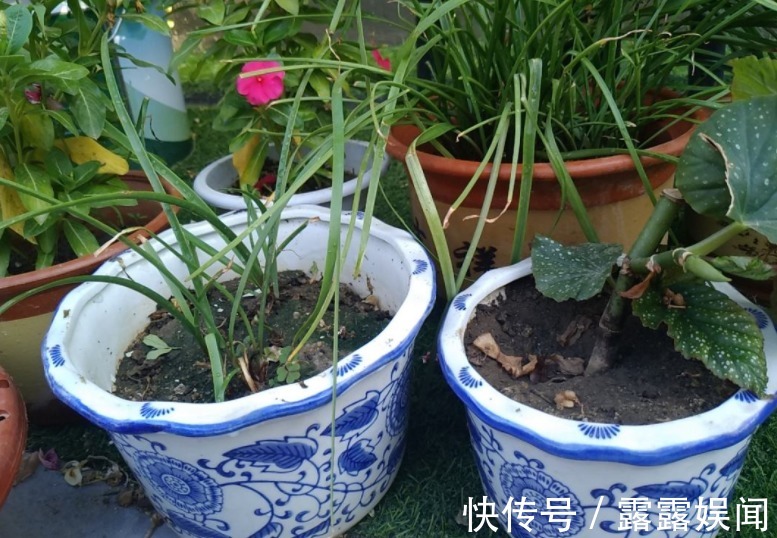 花盆别乱用，用对了花儿蹭蹭长，用错了花死得快！