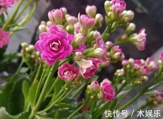 给长寿花喝一碗神仙水，一到花期猛窜花蕾，养1盆爆1盆！