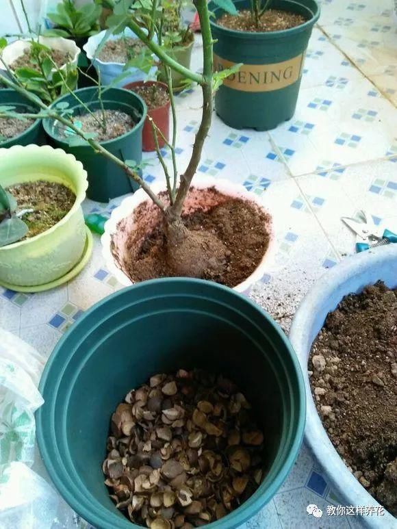 4种“壳”每家都有,丢盆里疏松透气,2年不用换盆,长得旺!