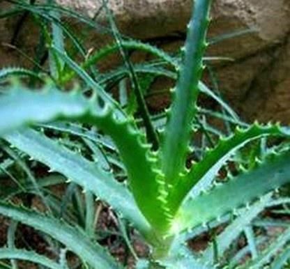 植物|这五种“花卉”都是懒人花,每月浇水一次,不会烂根,远离黄叶