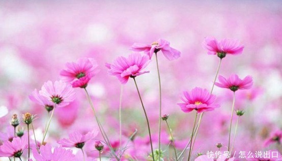 赚钱|有钱存不住的4大生肖,挥霍一生,有钱就任性,却往往幸福一生