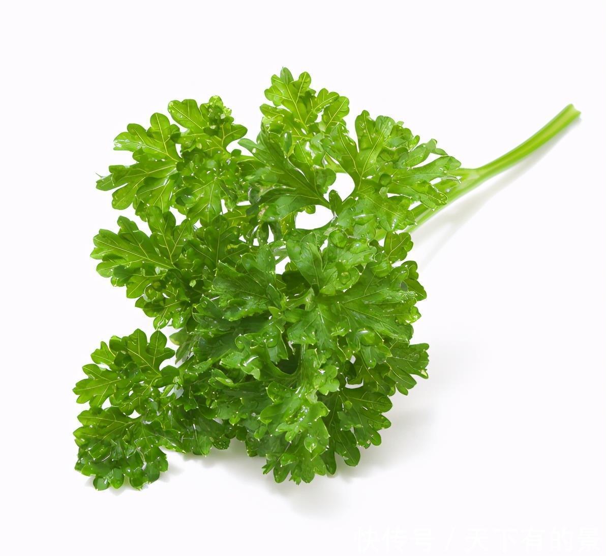 家居|7种适合家居养护的香草植物,散发淡淡清香,作用多观赏性强