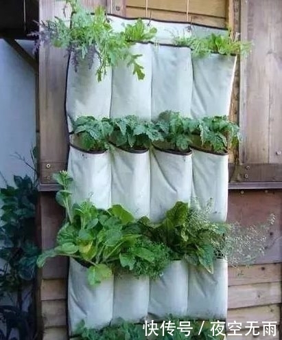 新意|花友直接用旧地毯做成种菜的工具,颇有新意,以后不愁没种菜盆了