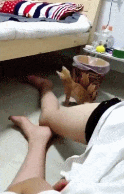 |搞笑GIF:这你都跳不上去,怎么捉老鼠