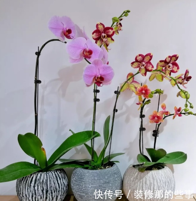 4种花高贵优雅，看了就让人沉醉，花开就爆盆，漂亮又好养！