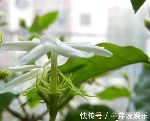 茉莉|邻居养了一株笔尖茉莉，香味蹿进了左邻右舍，太好闻了！