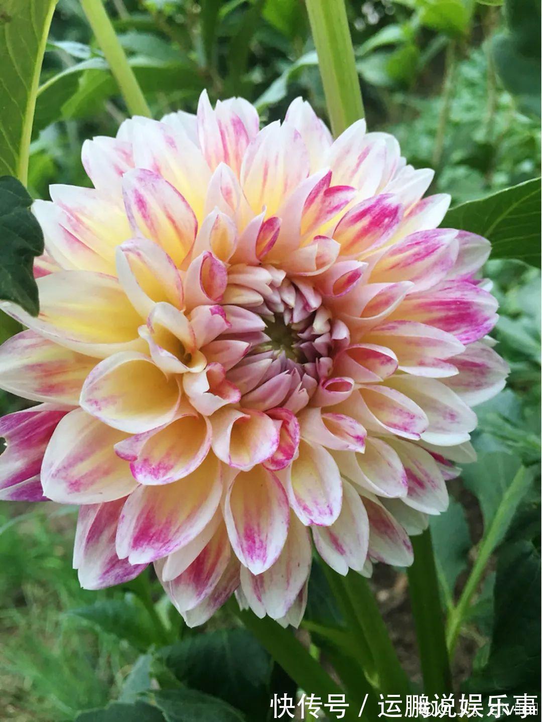 三角梅|30种夏天花,热不死、晒不死,大半年都开花,还没病虫害