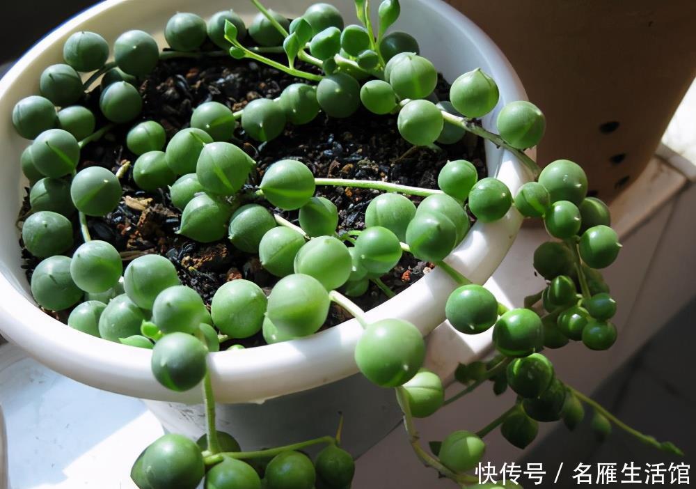 养护|珍珠吊兰长得有趣养的人多,挂着养却出现黄叶问题,该怎么解决?
