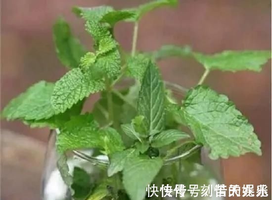 蟹爪兰|养花爱好者看过来这15种花现在“扦插”，生根快，一个周就长芽