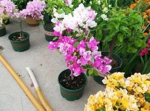 没用的麻袋别再随手丢了,拿它当盆养花,一下子收获3大优势