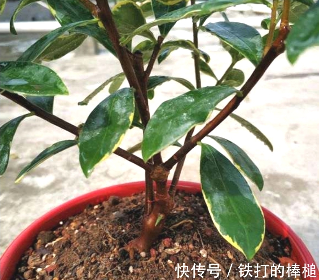 金边瑞香开完花后,下一步要如何养护?植株才能长得旺盛