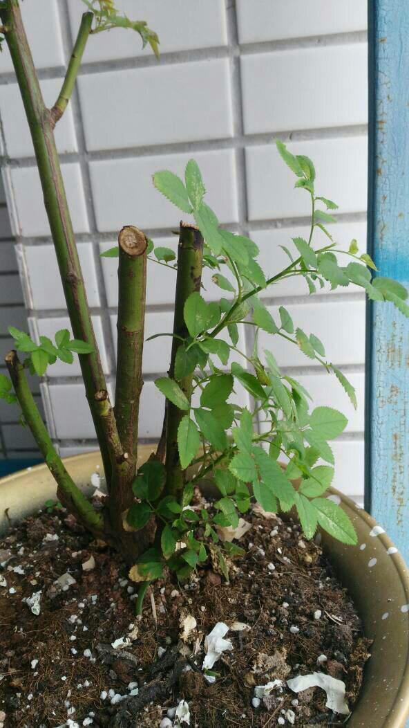 屋顶花园养月季，注意“浇水施肥修剪”，一棵开300朵，花开不断