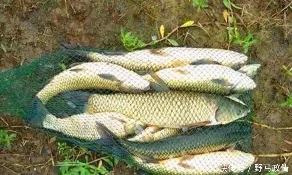 氧气|夏季钓鱼逐氧逐温,这些位置鱼儿成群,连竿上鱼很轻松