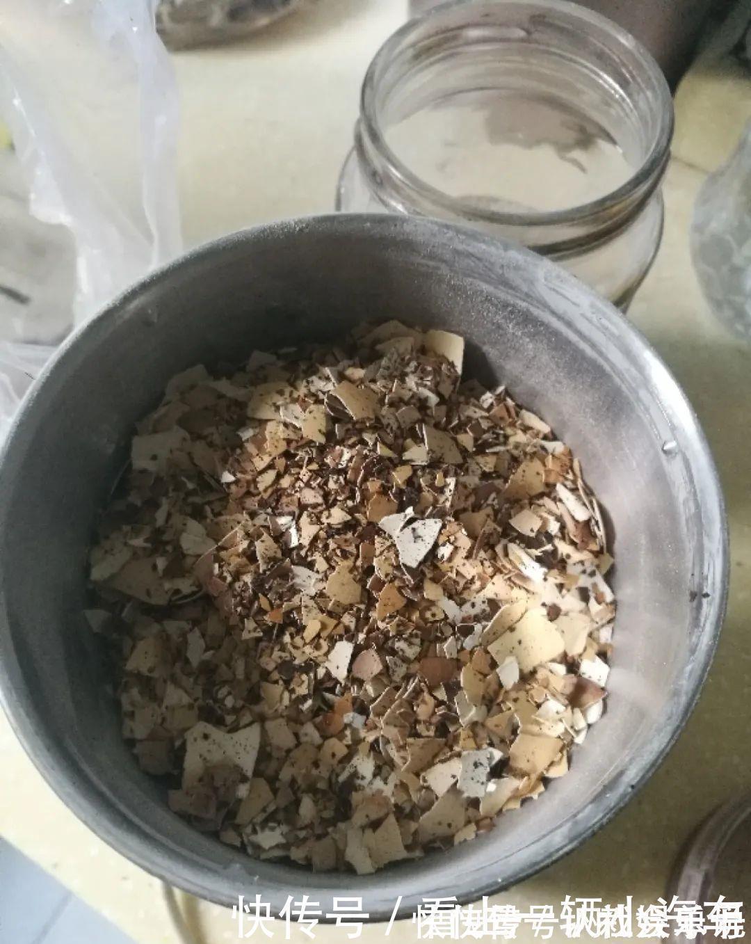 生石灰|养花技巧：花盆里出现这个，抓紧换盆，不然一浇水就死翘翘
