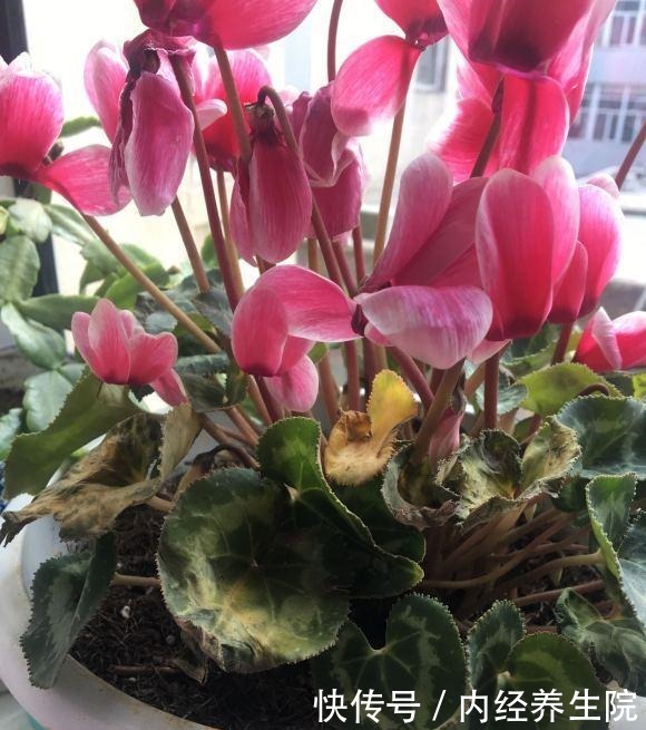 养这2种花的,冬天开完了,不要丢,简单“处理”,秋天接着开!