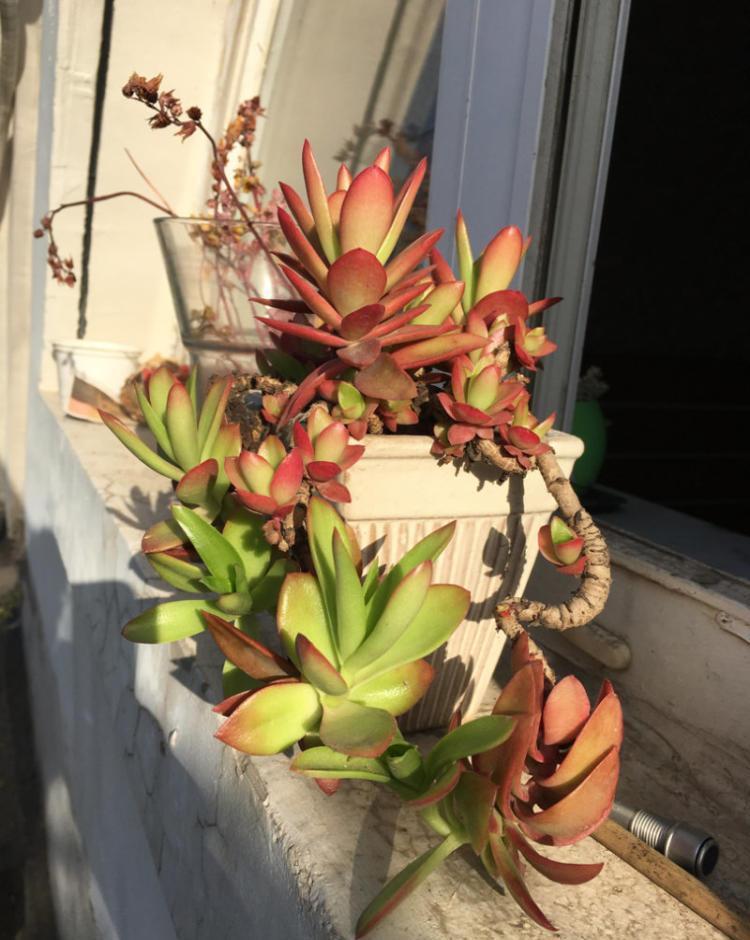 红红火火的火祭,今年就选它了,怎么才能养好呢?