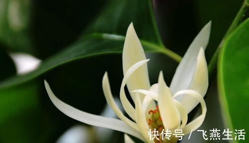 耐寒|3种花超级好养，超级耐寒，漂亮似牡丹花