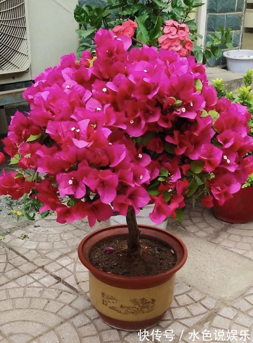 此3种花，颜值高、开花旺，轻松开成“大花球”，养花人都喜欢