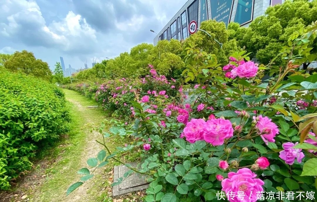 月季最美赏花期来了！黄浦这些地方不容错过→