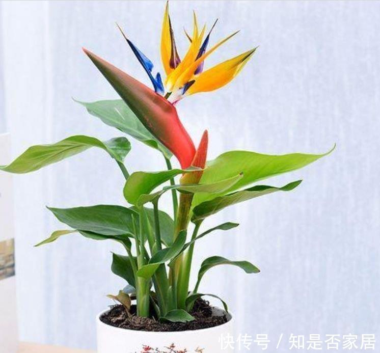 花朵|家里必养“4种花”,好养又漂亮,开花漂亮花期长,谁养谁喜欢