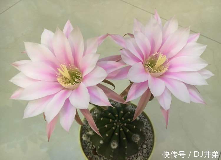 超漂亮的5种花，长势好、花色艳，一个月不浇水越长越旺