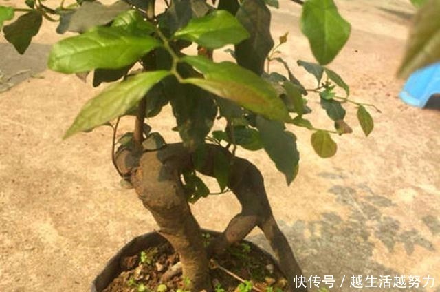 盆景|一种名贵的盆景树,有院子的一定要养,价值高造型美!