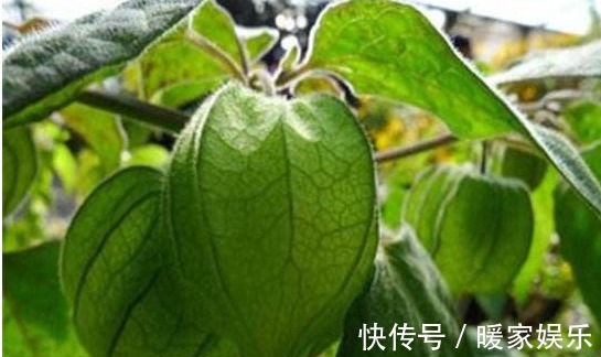 良药|农村路边一种随处可见的野草,没有人注意,不过是止咳平喘的良药