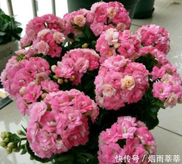 4种花养在家里,养在哪里都爆盆,颜值超高美极了