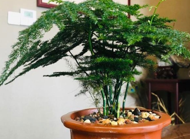 越养越值钱的4种花，一旦把花养活财运不断，尤其第一种不好养！