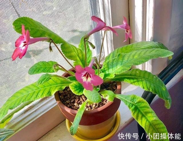 几种喜欢生长在半阴处的开花盆栽,养窗台边就很容易孕育花朵!